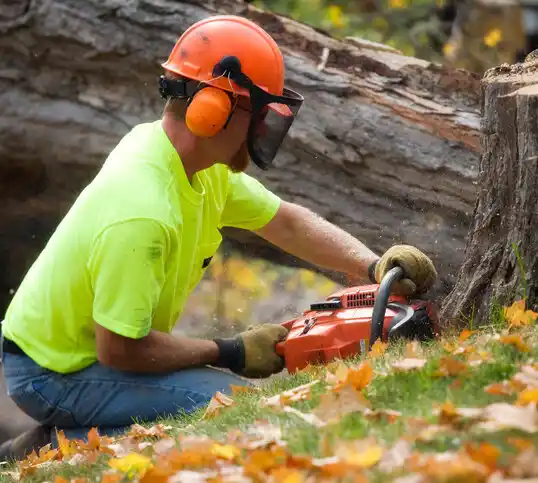 tree services Stony Brook